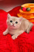 Ozzi | british shorthair kitten