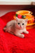 Ozzi | british shorthair kitten