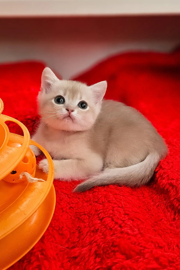 Ozzi | british shorthair kitten