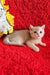 Ozzi | british shorthair kitten