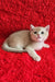 Ozzi | british shorthair kitten