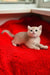 Ozzi | british shorthair kitten