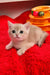 Ozzi | british shorthair kitten