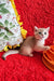 Ozzi | british shorthair kitten