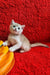 Ozzi | british shorthair kitten