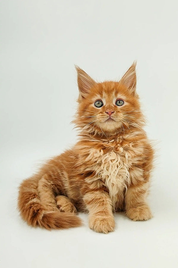 Fluffy orange Maine Coon kitten with bright eyes and a bushy tail ready for fun