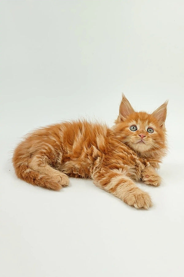 Fluffy orange Maine Coon kitten named Ozzy lying down with an alert expression