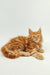 Orange tabby Maine Coon kitten Ozzy with fluffy fur and bright blue eyes