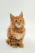 Fluffy orange Maine Coon kitten Ozzy sitting upright with bright eyes and pointed ears