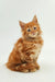 Fluffy orange Maine Coon kitten Ozzy with wide eyes and a bushy tail