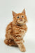 Fluffy orange Maine Coon kitten Ozzy with wide eyes and perked ears ready for fun