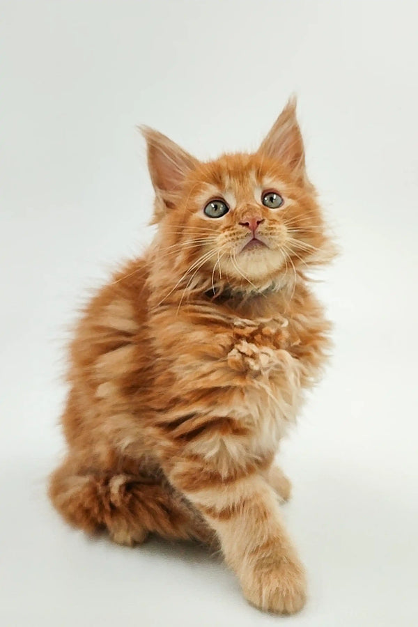 Fluffy orange Maine Coon kitten Ozzy with wide eyes and perked ears ready for fun