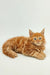 Fluffy orange Maine Coon kitten with wide eyes lounging cutely