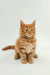 Fluffy orange Maine Coon kitten Ozzy with bright eyes and perky ears