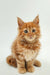 Fluffy orange Maine Coon kitten Ozzy with bright blue eyes and pointed ears