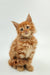 Fluffy orange Maine Coon kitten with wide eyes sitting upright, named Ozzy