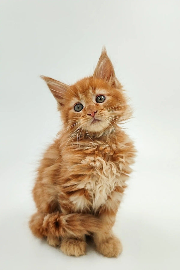 Fluffy orange Maine Coon kitten with wide eyes sitting upright, named Ozzy