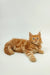 Fluffy orange Maine Coon kitten Ozzy with wide eyes lying down adorably