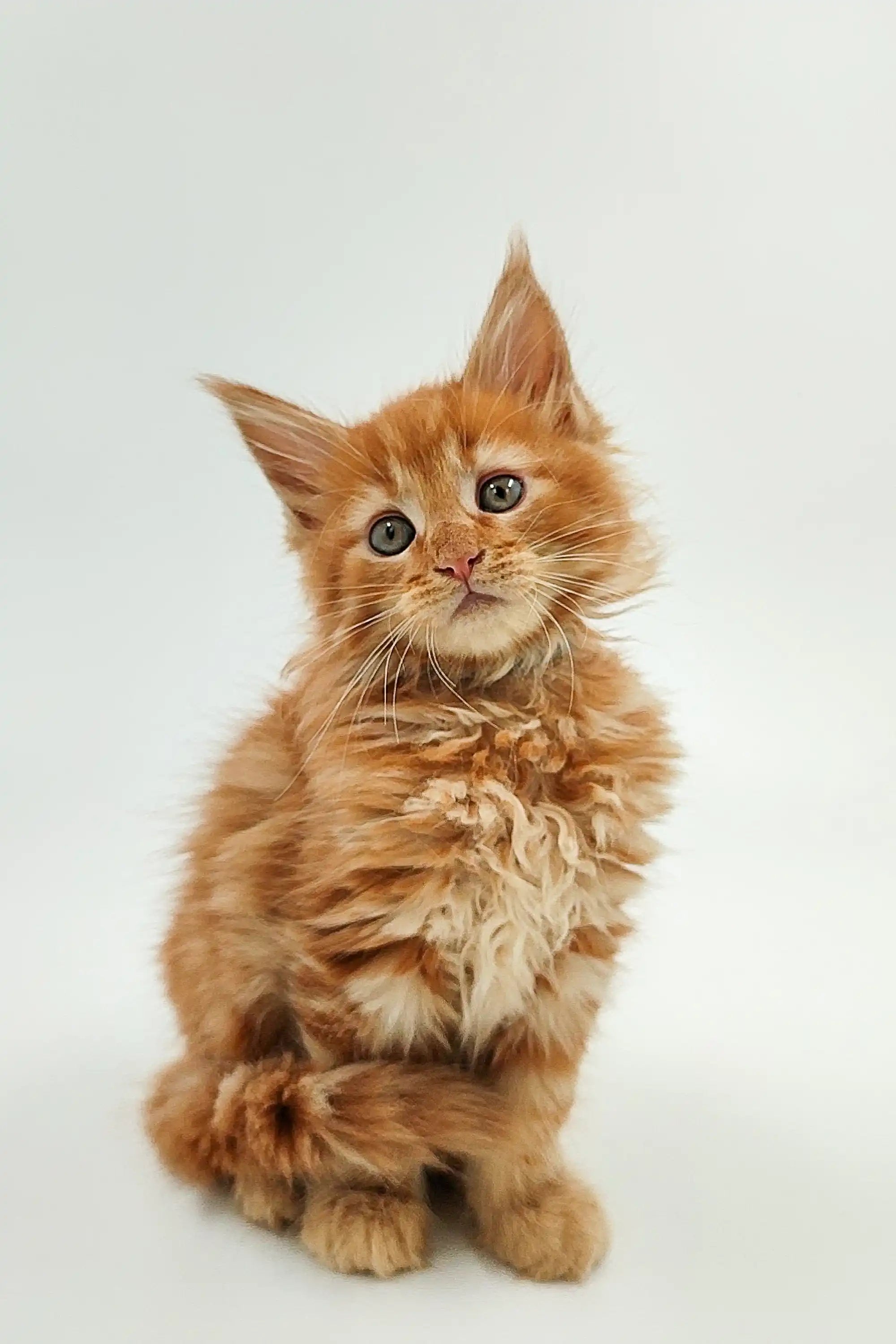 Maine Coon Kittens for Sale Ozzy | Kitten