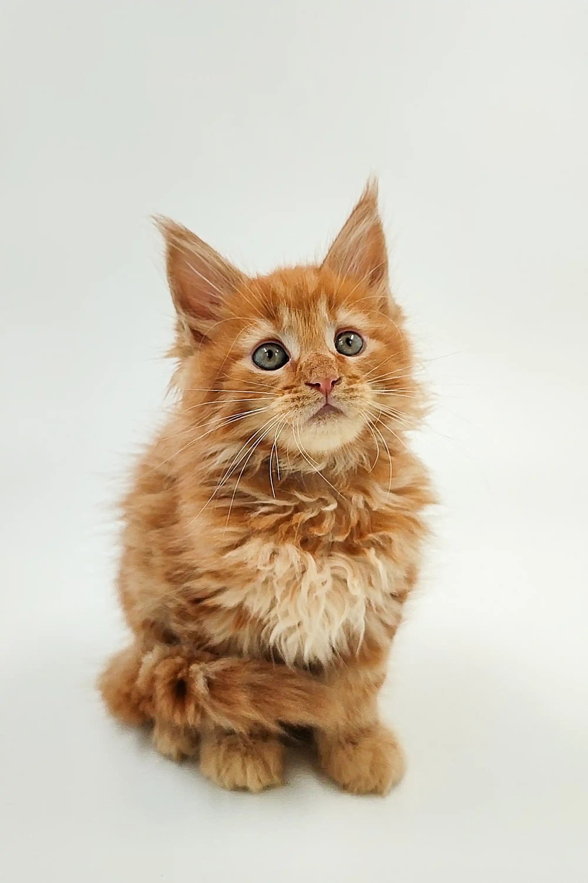 Maine Coon Kittens for Sale Ozzy | Kitten