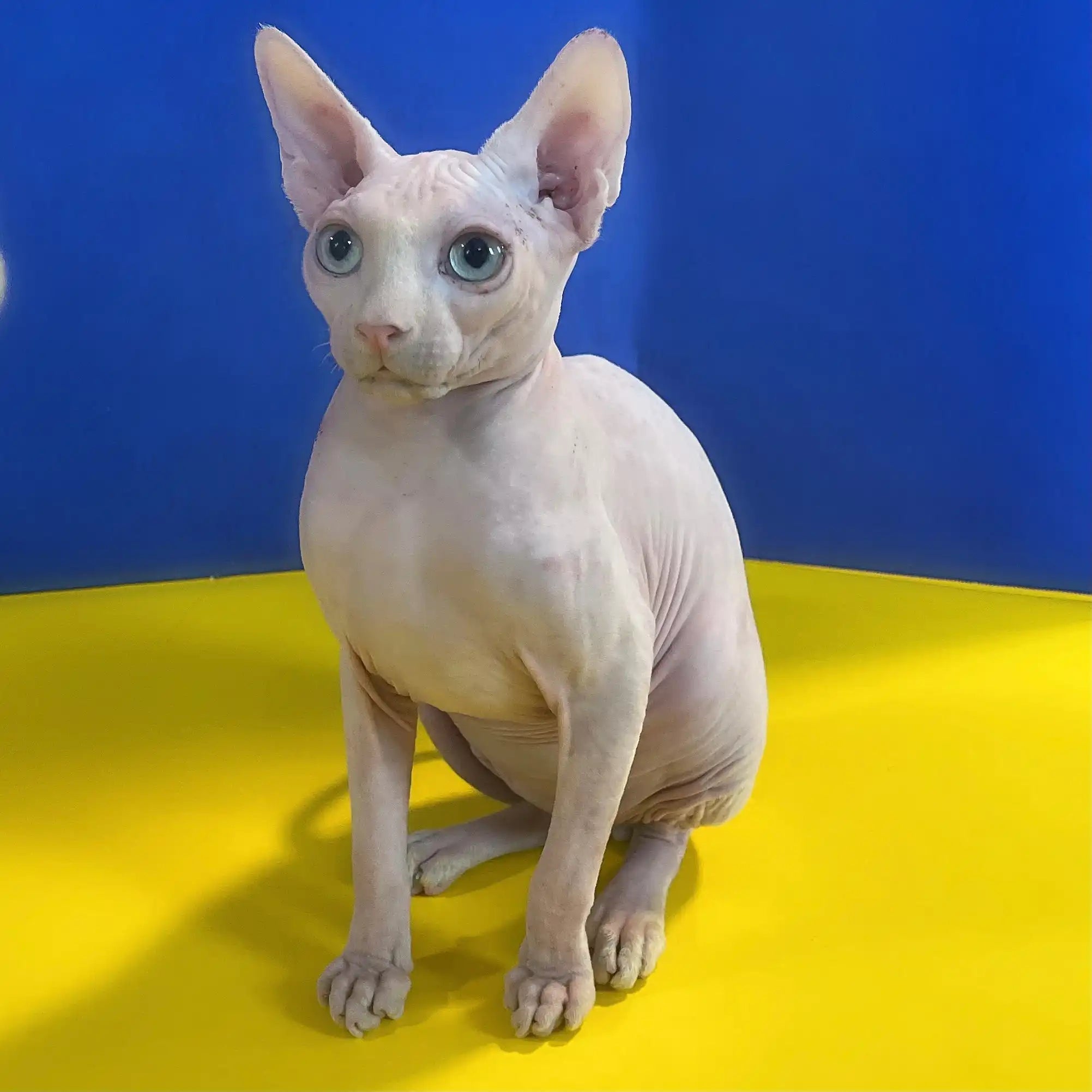 Sphynx Cats for Sale | Kittens For Ozzy | Kitten