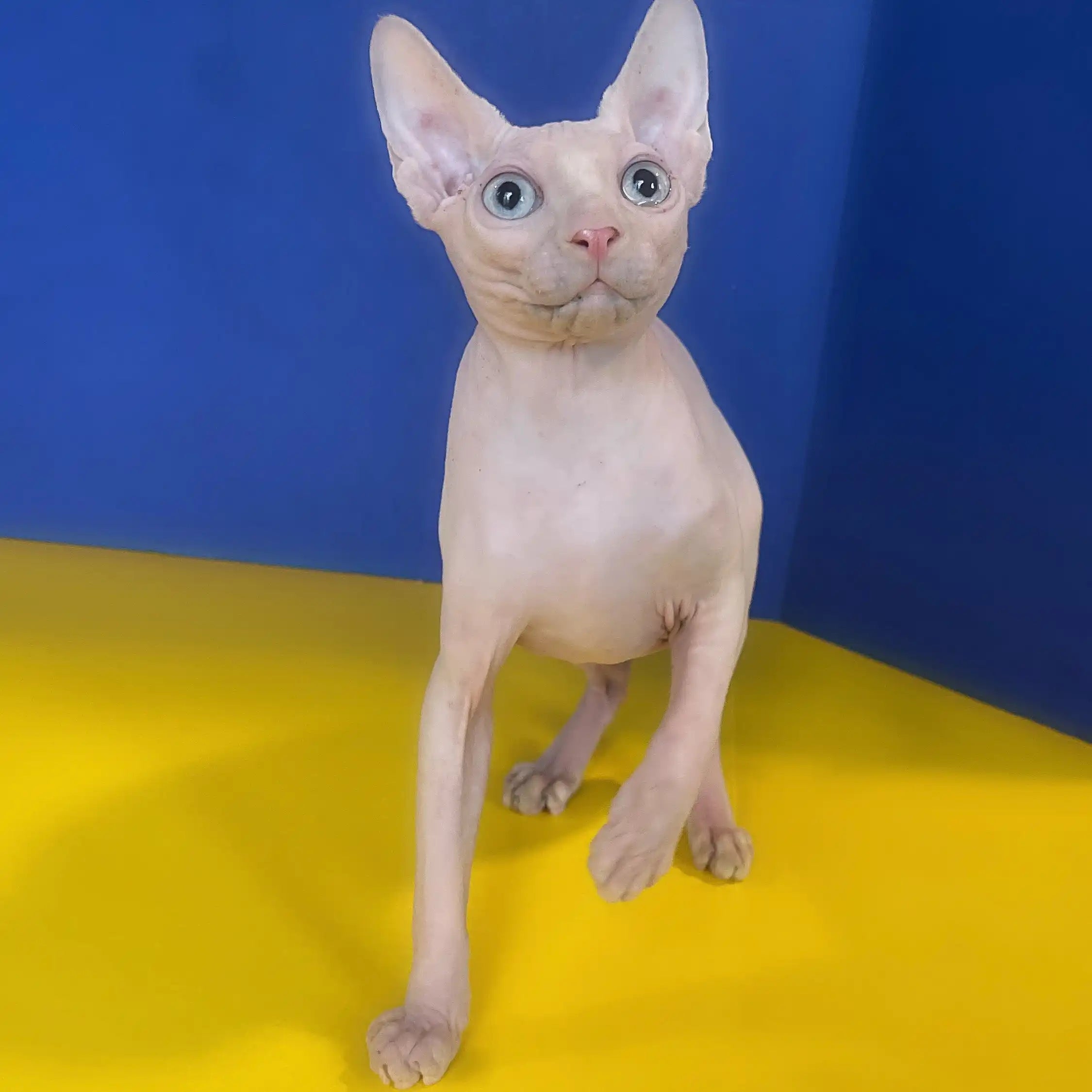 Sphynx Cats for Sale | Kittens For Ozzy | Kitten