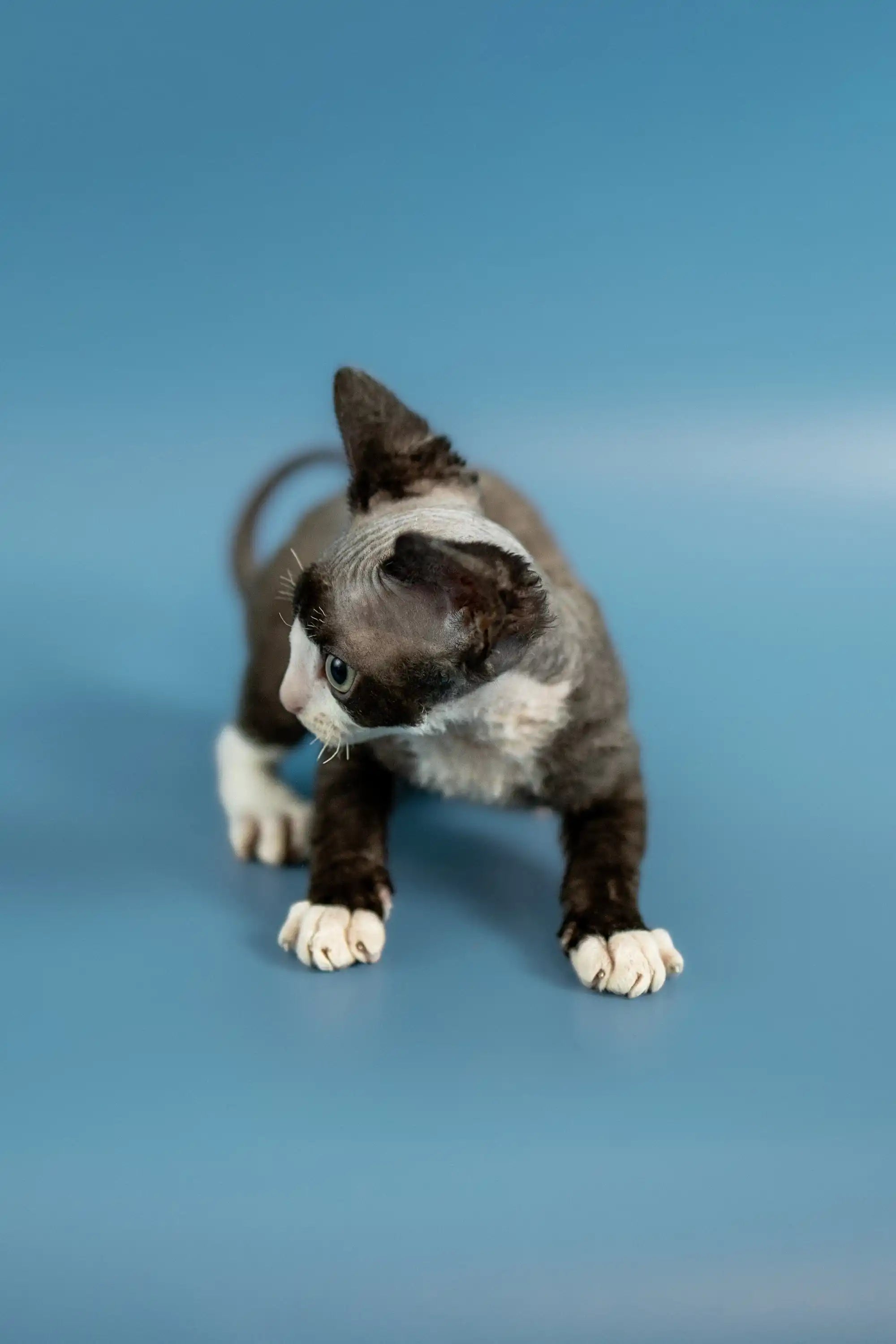Devon Rex Kittens For Sale Pablo | Kitten