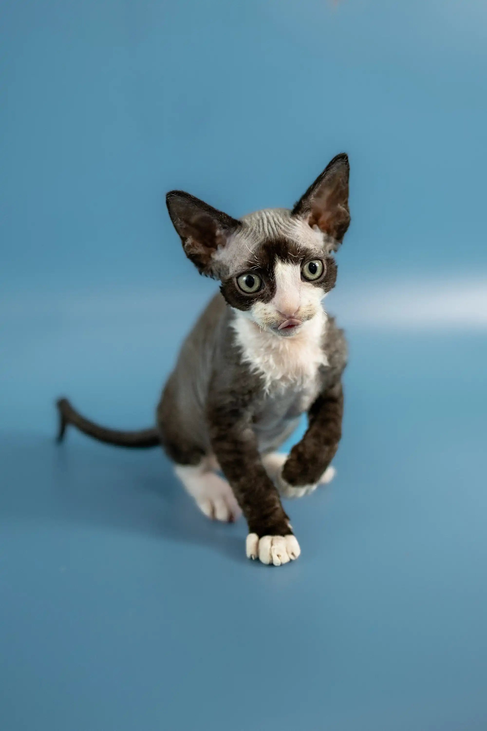 Devon Rex Kittens For Sale Pablo | Kitten