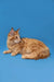 Fluffy Orange Tabby Maine Coon Kitten named Pablo lounging around cutely