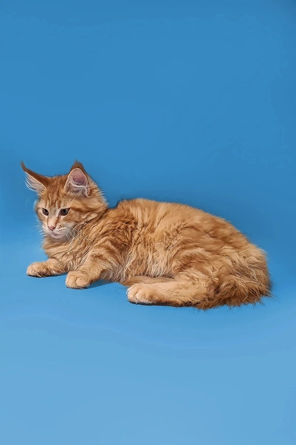 Orange tabby cat lounging next to Pablo, the adorable Maine Coon kitten