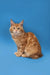 Orange tabby Maine Coon kitten with long fur sitting upright and looking adorable