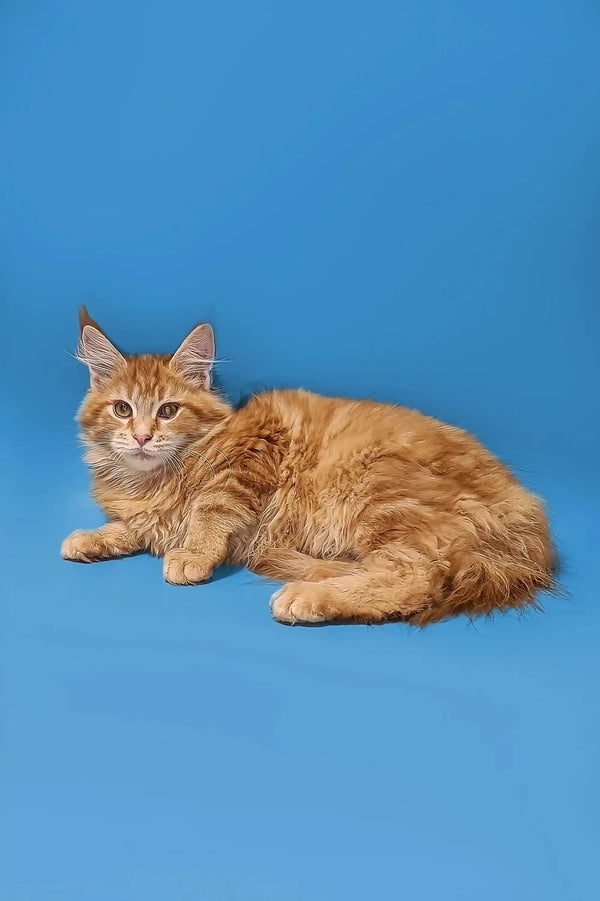 Orange tabby cat with alert eyes, perfect for a Maine Coon kitten like Pablo