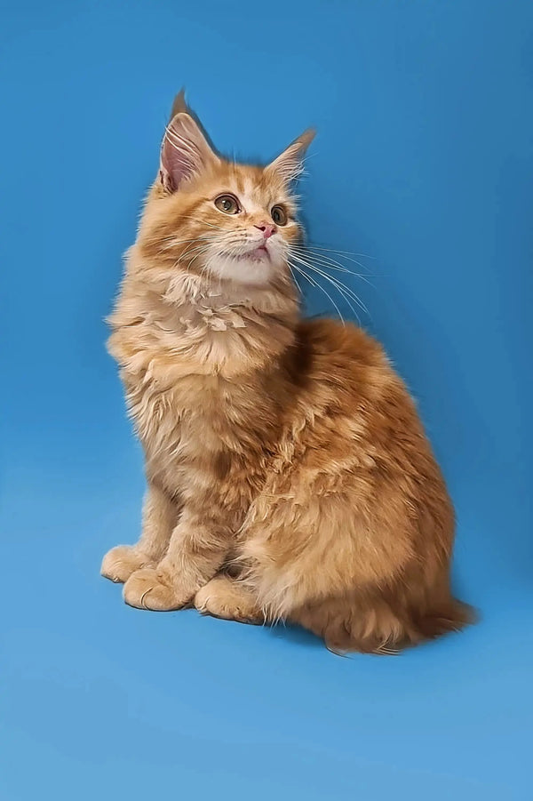 Fluffy orange Maine Coon kitten sitting upright against a blue backdrop