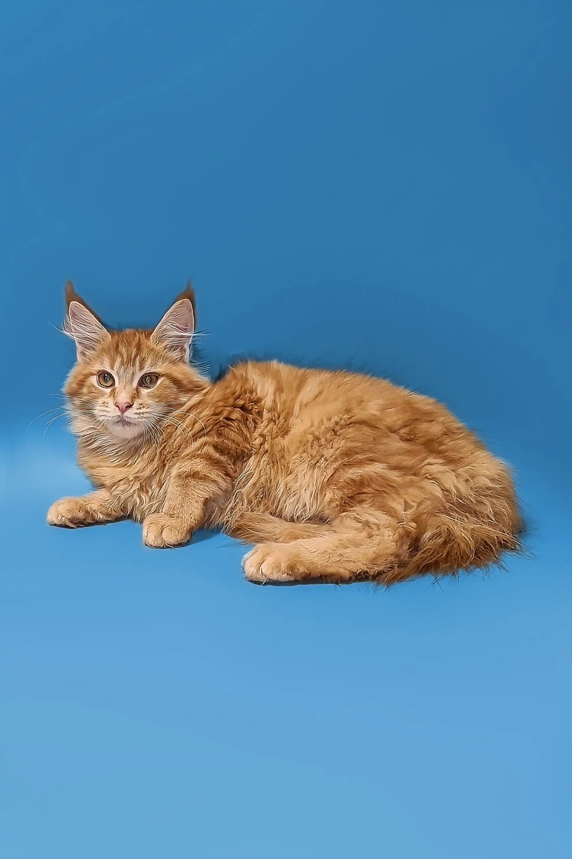Maine Coon Kittens for Sale Pablo | Kitten