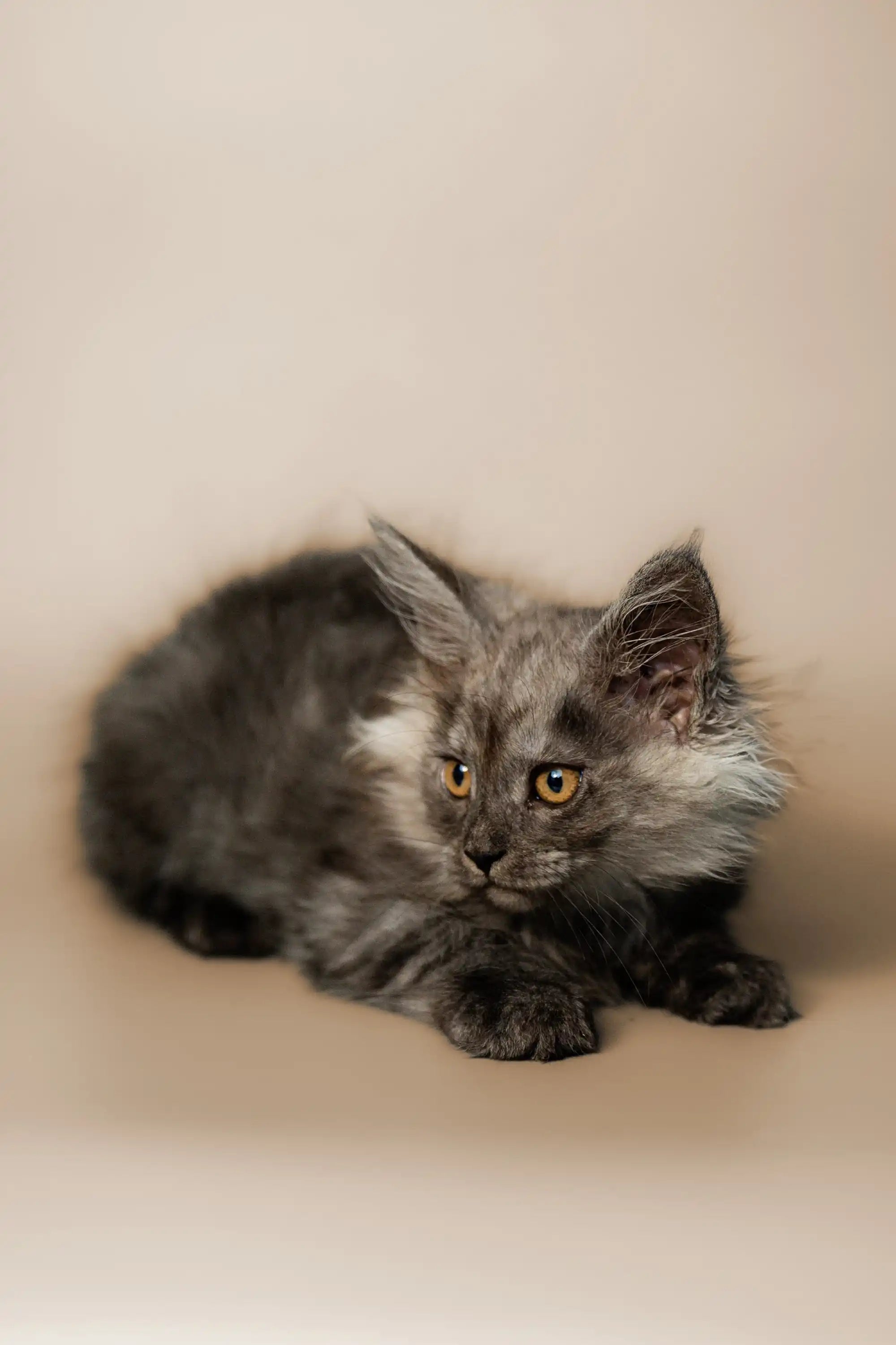 AVADA - Best Sellers Padma | Maine Coon Kitten