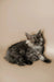 Fluffy gray Maine Coon kitten sitting alert, showing off its cute long hair