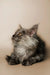 Gray fluffy Maine Coon kitten with big ears and bright eyes looking adorable