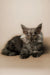 Gray Maine Coon kitten with bright eyes sitting pretty on a plain surface