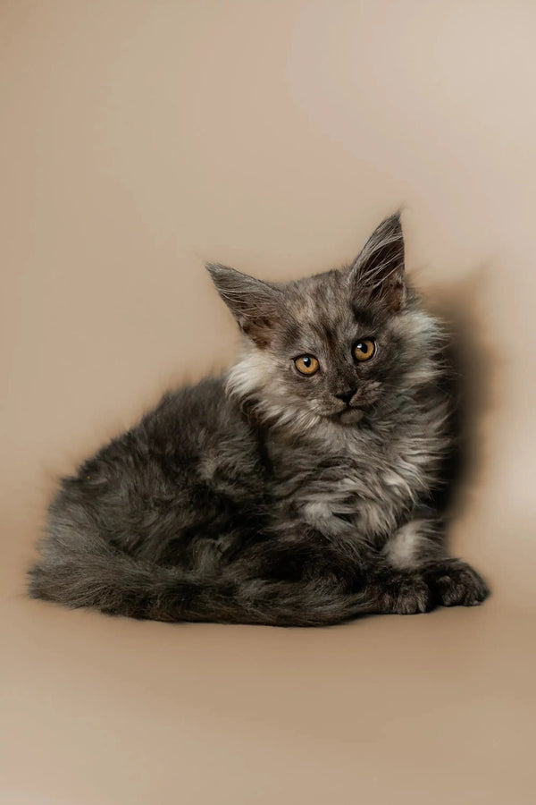 Gray Maine Coon kitten with piercing eyes lounging in a relaxed pose