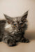 Gray Maine Coon kitten with bright golden eyes, perfect for any pet lover