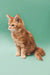 Fluffy orange Maine Coon kitten sitting upright with a long, bushy tail