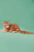 Ginger tabby Maine Coon kitten lounging with fluffy tail extended relaxed and cute