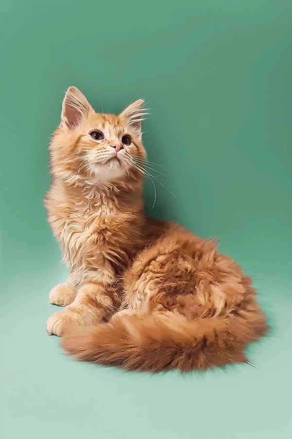 Fluffy orange tabby Maine Coon kitten sitting with tail curled around its body