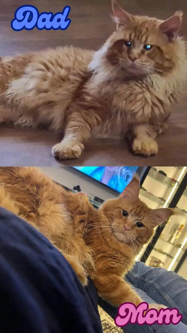 Long-haired ginger Maine Coon kitten lounging cutely in two cozy poses