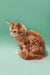 Fluffy orange Maine Coon kitten sitting pretty with a long, bushy tail