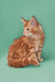 Fluffy orange tabby Maine Coon kitten sitting alert, perfect for your family