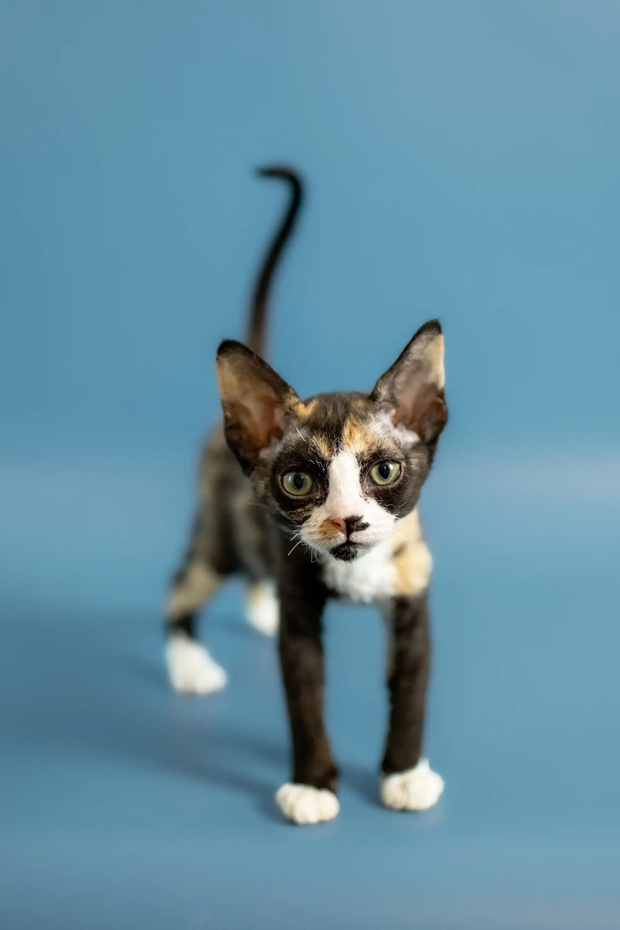 Devon Rex Kittens For Sale Pamela | Kitten