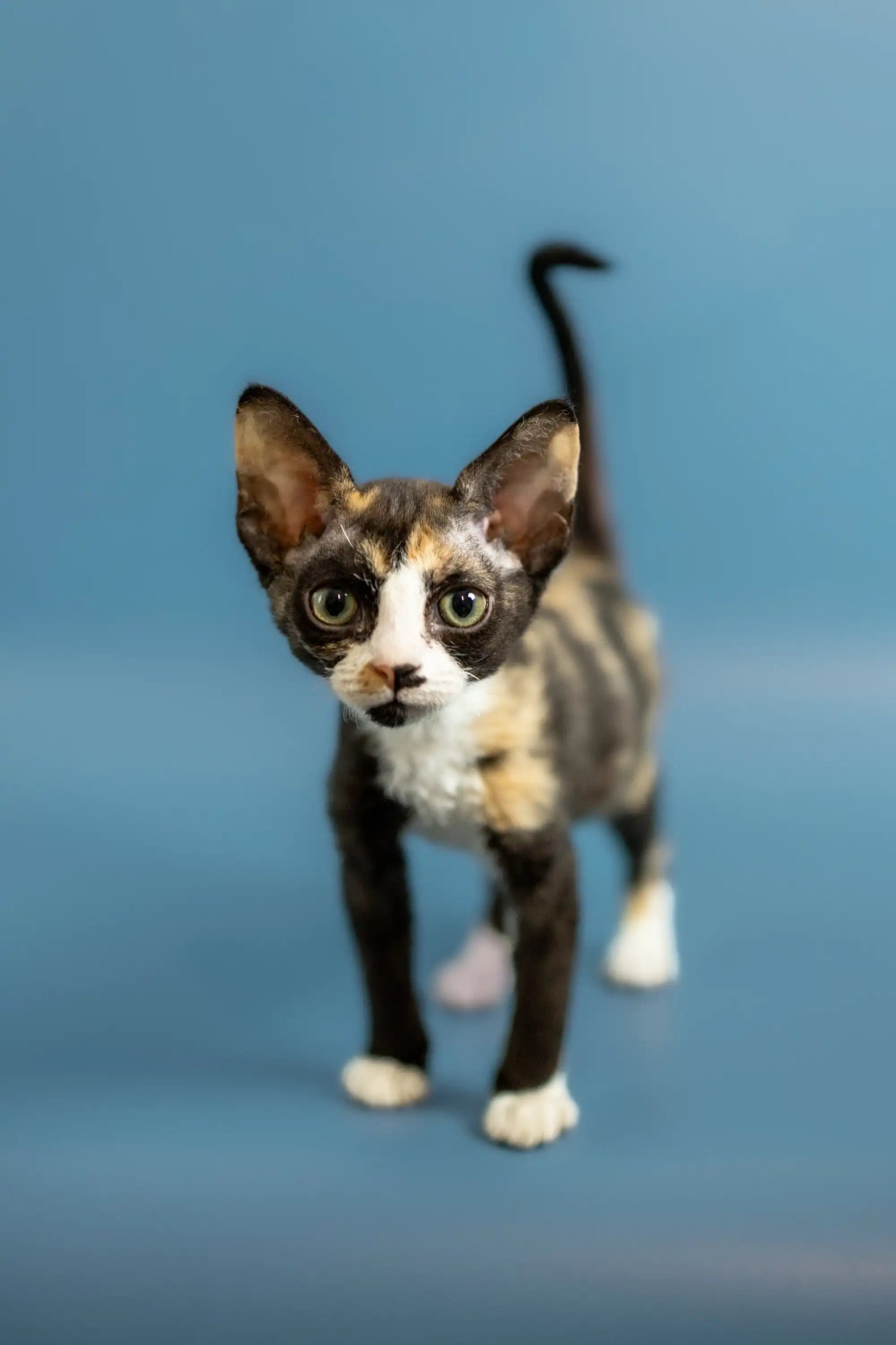 Devon Rex Kittens For Sale Pamela | Kitten