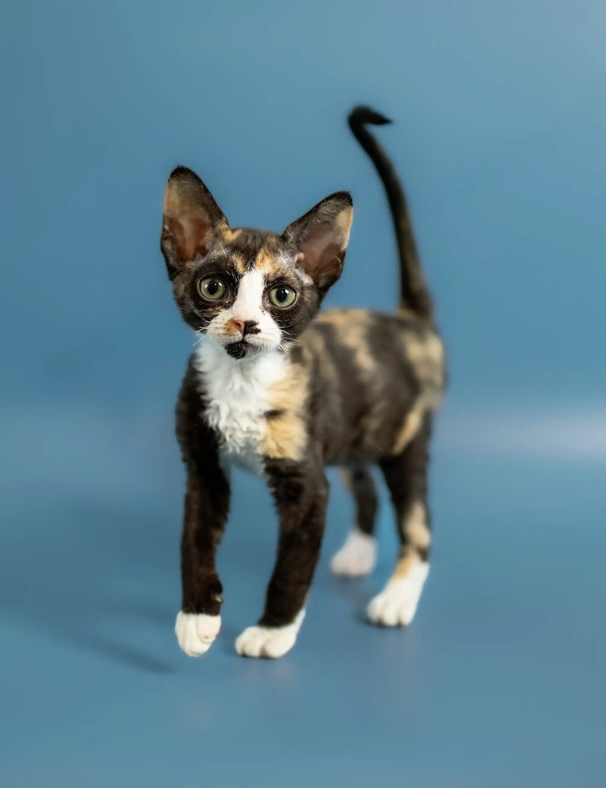Discover the Unique Devon Rex Cat - Your Ultimate Care Guide – Purebred ...