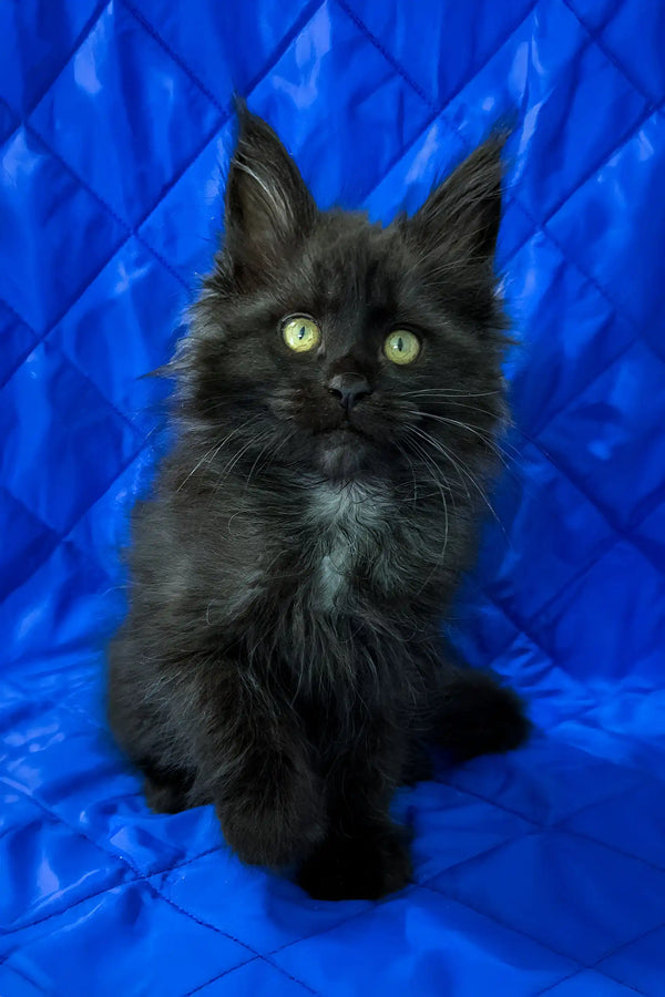 Pamela | maine coon kitten
